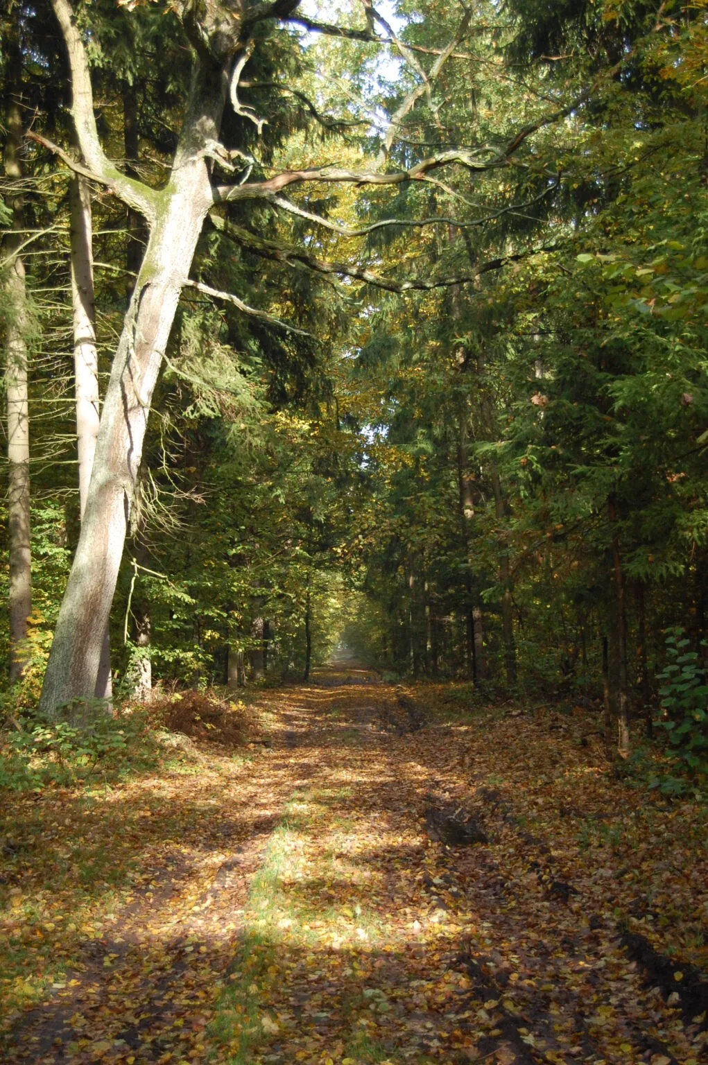 Leśna ścieżka pośród wysokich drzew